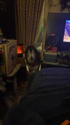 Lost Male Dog last seen Belmont and Howard , Indianapolis, IN 46221
