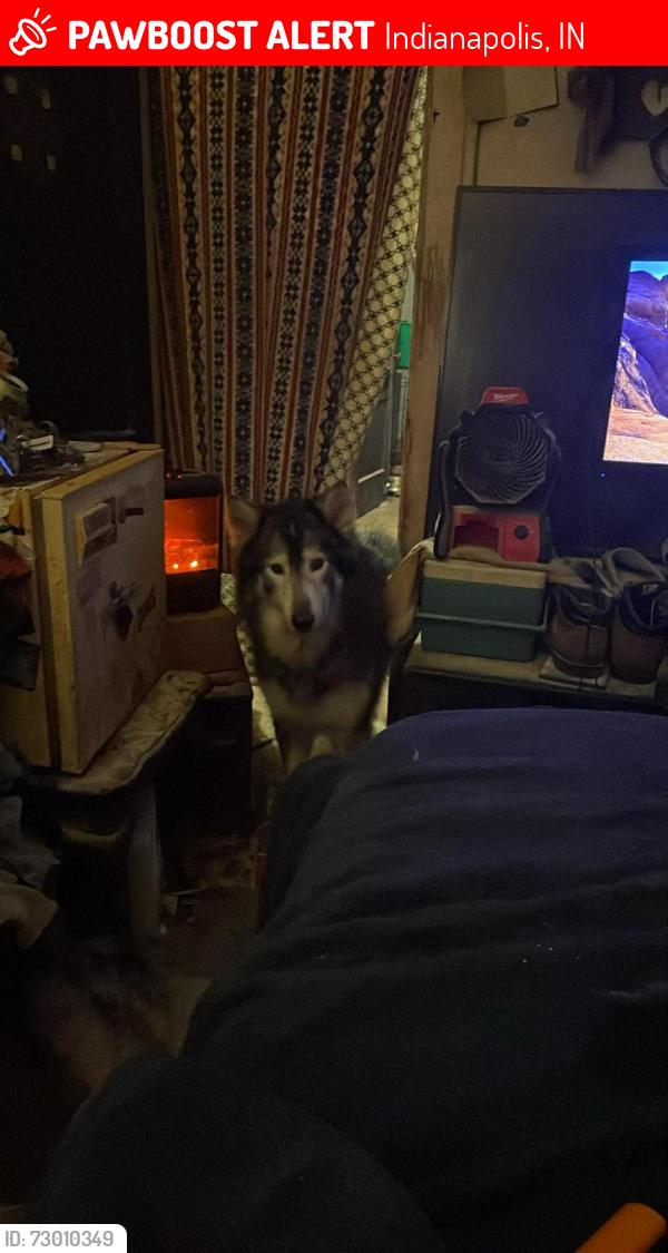 Lost Male Dog last seen Belmont and Howard , Indianapolis, IN 46221