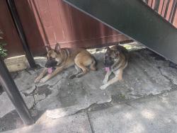 Found/Stray Male Dog last seen Long Point / Blalock, Houston, TX 77055