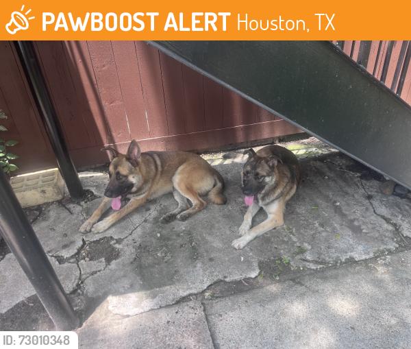Found/Stray Male Dog last seen Long Point / Blalock, Houston, TX 77055