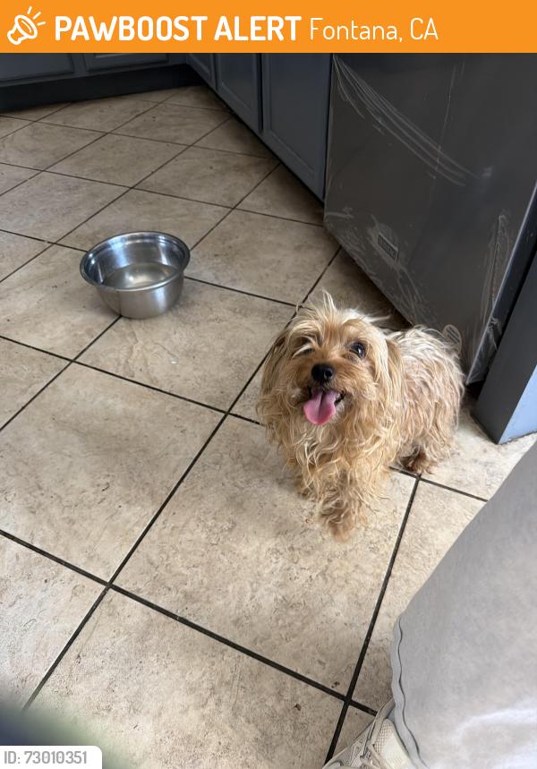 Found/Stray Unknown Dog last seen Almería , Fontana, CA 92336