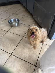 Found/Stray Unknown Dog last seen Almería , Fontana, CA 92336