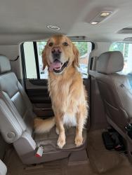 Reunited Male Dog last seen End of Fulton Rd , Columbus, GA 31820