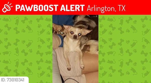 Lost Female Dog last seen New York ave & Guinevere st, Arlington, TX 76014