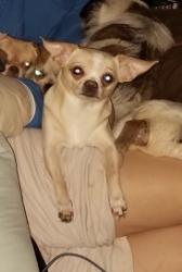 Lost Female Dog last seen New York ave & Guinevere st, Arlington, TX 76014