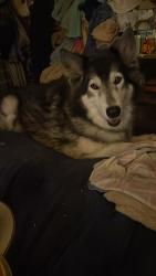 Lost Female Dog last seen Belmont and Howard , Indianapolis, IN 46221