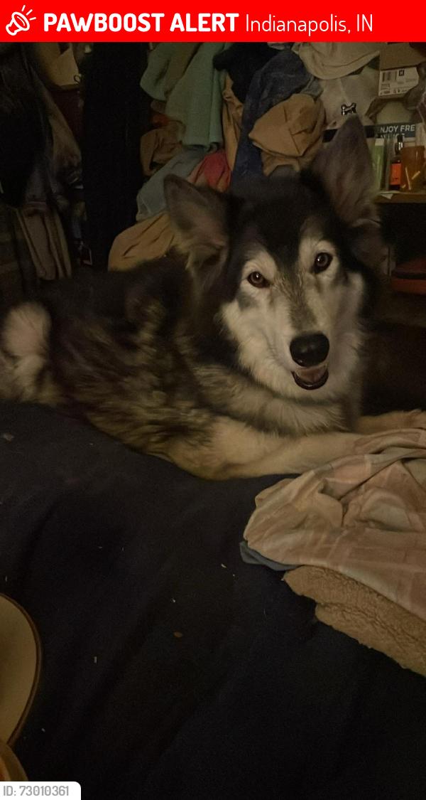 Lost Female Dog last seen Belmont and Howard , Indianapolis, IN 46221
