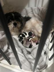 Lost Female Dog last seen Sanoma pointe, Columbus, GA 31909
