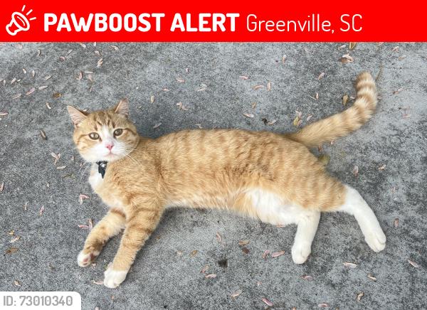 Lost Male Cat last seen Bradley Blvd & Stephens Ln, Greenville, SC 29609