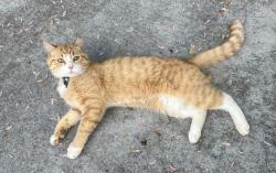 Lost Male Cat last seen Bradley Blvd & Stephens Ln, Greenville, SC 29609