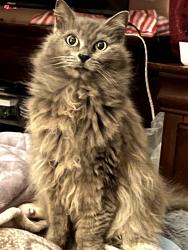 Lost Female Cat last seen Ema street ne, Salem, OR 97301