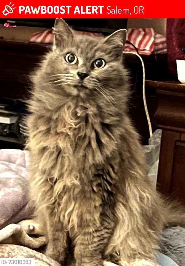 Lost Female Cat last seen Ema street ne, Salem, OR 97301