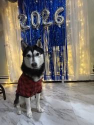 Lost Male Dog last seen Near the cemetery., Westbury, NY 11590