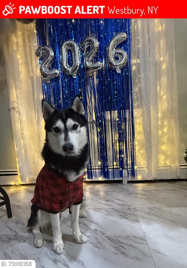 Lost Male Dog last seen Near the cemetery., Westbury, NY 11590