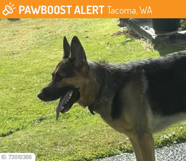 Found/Stray Male Dog last seen Down the hill, Tacoma, WA 98404
