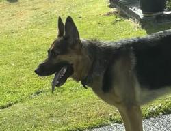 Found/Stray Male Dog last seen Down the hill, Tacoma, WA 98404