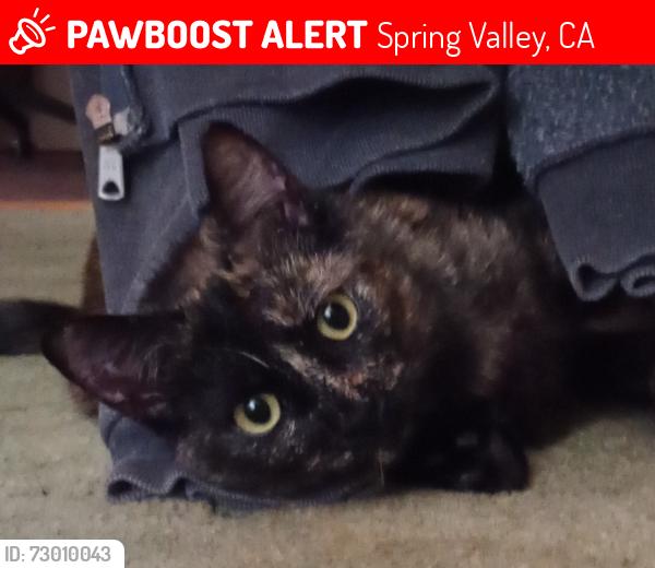 Lost Female Cat last seen Madrid Way, Spring Valley, CA , Spring Valley, CA 91977