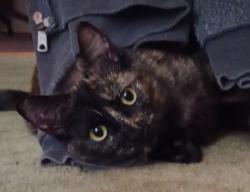Lost Female Cat last seen Madrid Way, Spring Valley, CA , Spring Valley, CA 91977