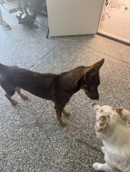 Found/Stray Female Dog last seen Thornton hacienda , Stockton, CA 95202
