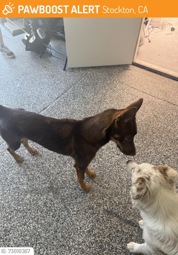 Found/Stray Female Dog last seen Thornton hacienda , Stockton, CA 95202