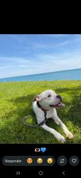 Lost Male Dog last seen Near s muskegon ave , Chicago, IL 60617