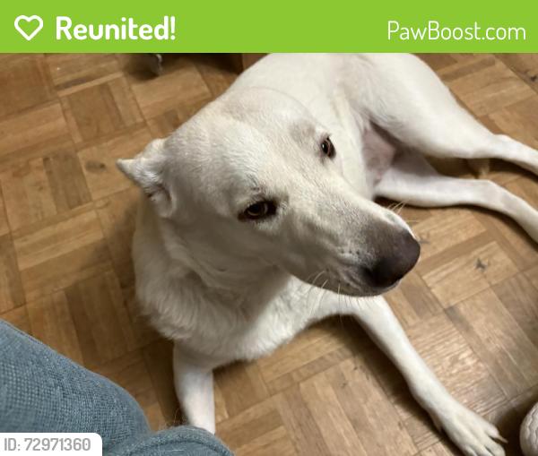 Reunited Female Dog last seen West hill , Cleburne, TX 76033