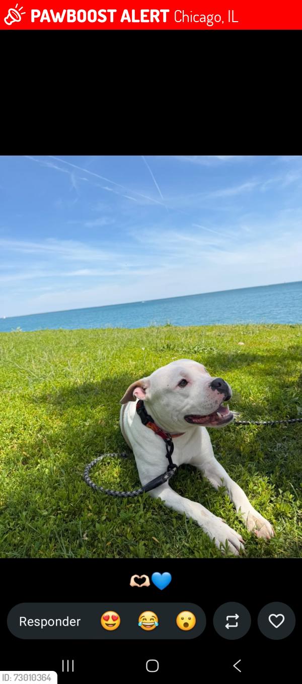 Lost Male Dog last seen Near s muskegon ave , Chicago, IL 60617
