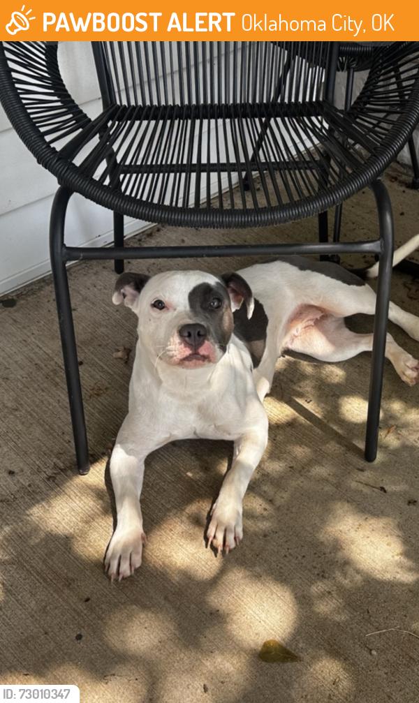 Found/Stray Female Dog last seen Hefner, Oklahoma City, OK 73013