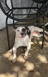 Found/Stray Female Dog last seen Hefner, Oklahoma City, OK 73013