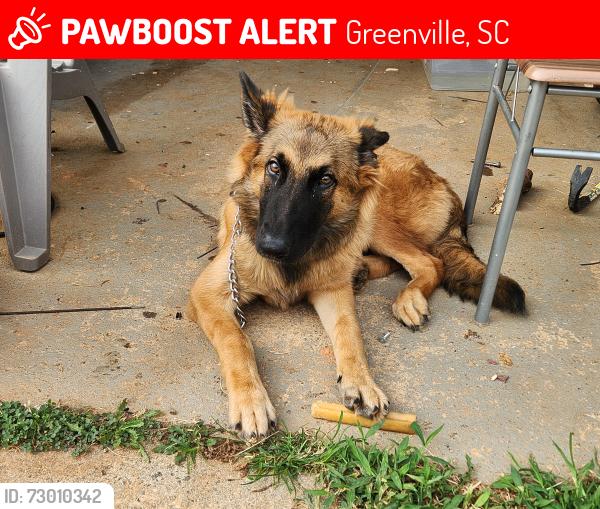 Lost Female Dog last seen Old grove, gant, piedmont, white horse, , Greenville, SC 29605