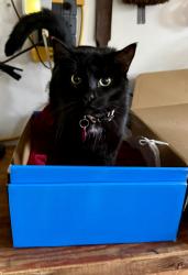 Reunited Female Cat last seen Peach and Goshen, Clovis, CA 93611