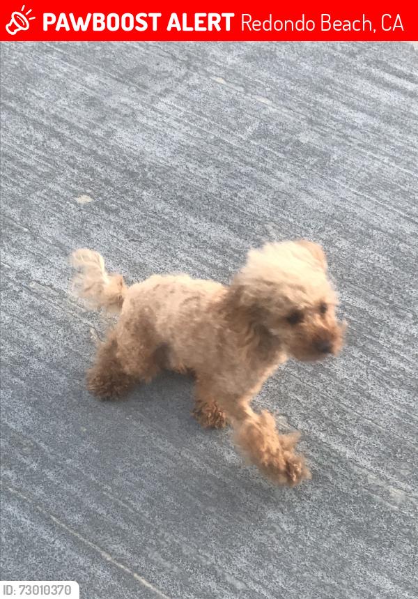 Lost Male Dog last seen Harkness and Amethyst, Redondo Beach, CA 90277