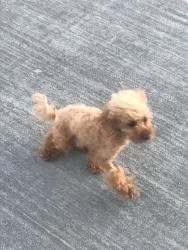 Lost Male Dog last seen Harkness and Amethyst, Redondo Beach, CA 90277