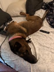 Lost Male Dog last seen Donnelly Park Turlock, CA, Turlock, CA 95382