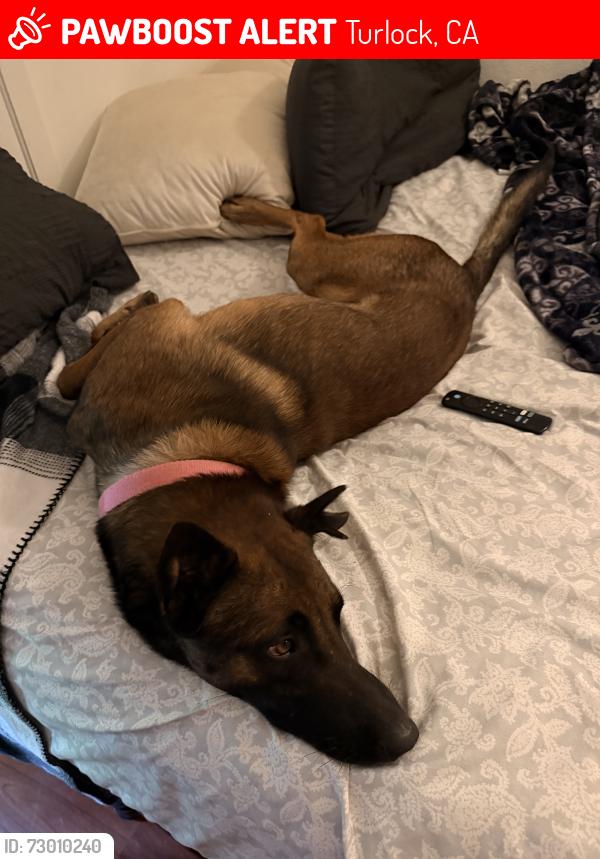 Lost Male Dog last seen Donnelly Park Turlock, CA, Turlock, CA 95382