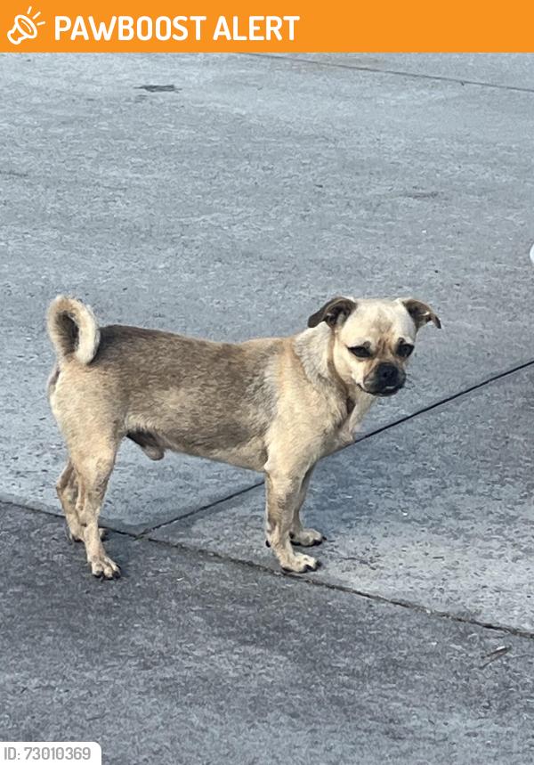 Found/Stray Male Dog last seen Moore Crossing Road Valdosta , Lowndes County, GA 31606