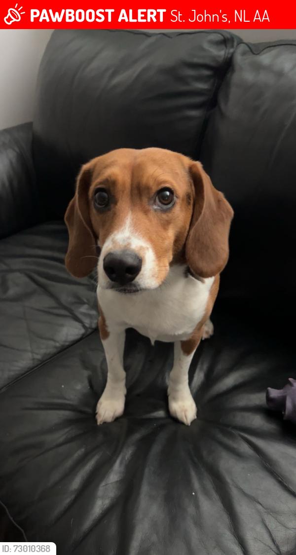 Lost Male Dog last seen Near petty harbour road goulds, St. John's, NL A0A