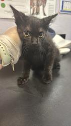 Shelter Stray Female Cat last seen Bexar County, 3353 Morningside Dr, New Braunfels, TX 78132, USA