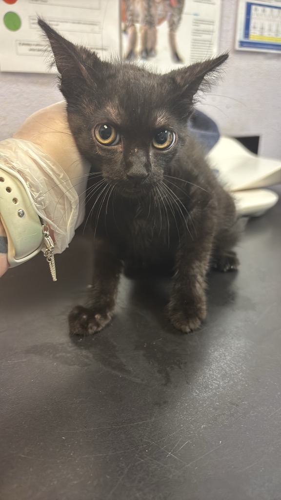 Shelter Stray Female Cat last seen Bexar County, 3353 Morningside Dr, New Braunfels, TX 78132, USA