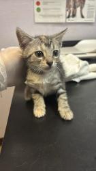 Shelter Stray Female Cat last seen Bexar County, 3353 Morningside Dr, New Braunfels, TX 78132, USA