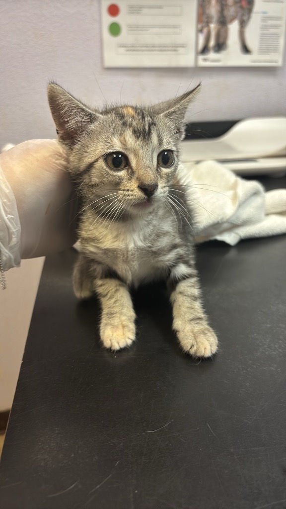 Shelter Stray Female Cat last seen Bexar County, 3353 Morningside Dr, New Braunfels, TX 78132, USA
