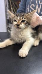 Shelter Stray Male Cat last seen Bexar County, 3353 Morningside Dr, New Braunfels, TX 78132, USA