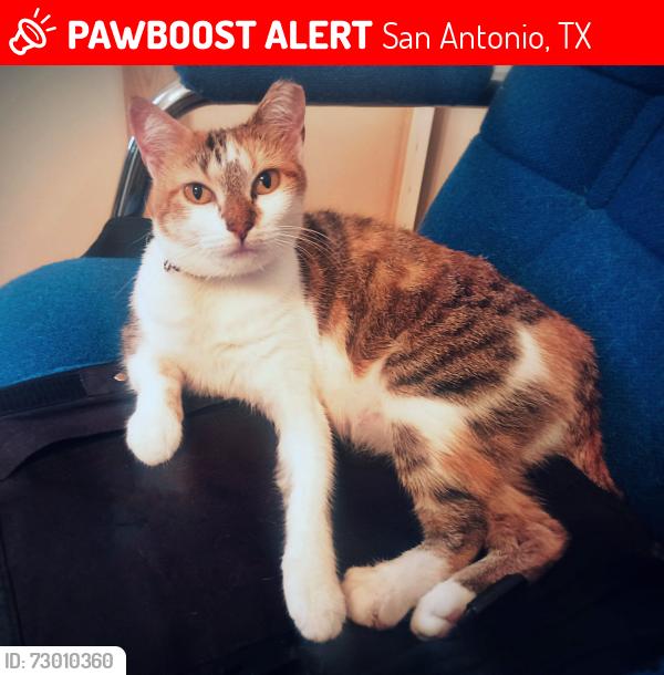 Lost Female Cat last seen San Benito Dr at Centro Dr., San Antonio, TX 78228