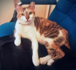 Lost Female Cat last seen San Benito Dr at Centro Dr., San Antonio, TX 78228