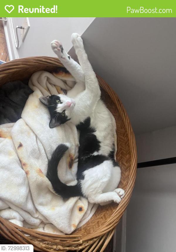 Reunited Male Cat last seen Blanding and Confederate Point Rd, Jacksonville, FL 32210