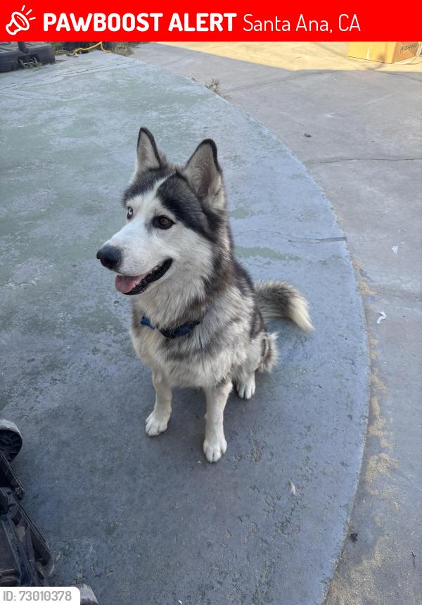 Lost Male Dog last seen Flower & McFadden, Santa Ana, CA 92707