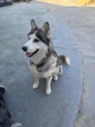 Lost Male Dog last seen Flower & McFadden, Santa Ana, CA 92707