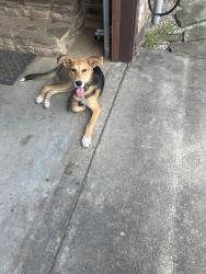 Found/Stray Female Dog last seen Old Hwy. 24/WPA Road, Lamar County, MS 39402
