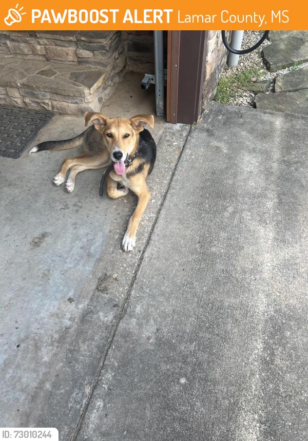 Found/Stray Female Dog last seen Old Hwy. 24/WPA Road, Lamar County, MS 39402
