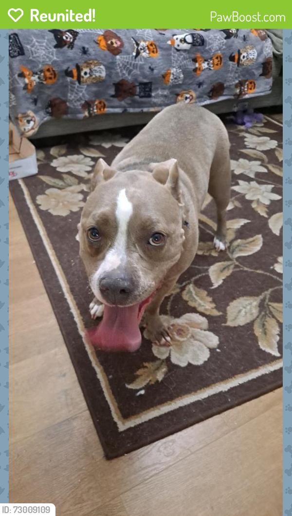 Reunited Female Dog last seen Near the intersection of Eastwood and market street, Wilmington, NC 28405